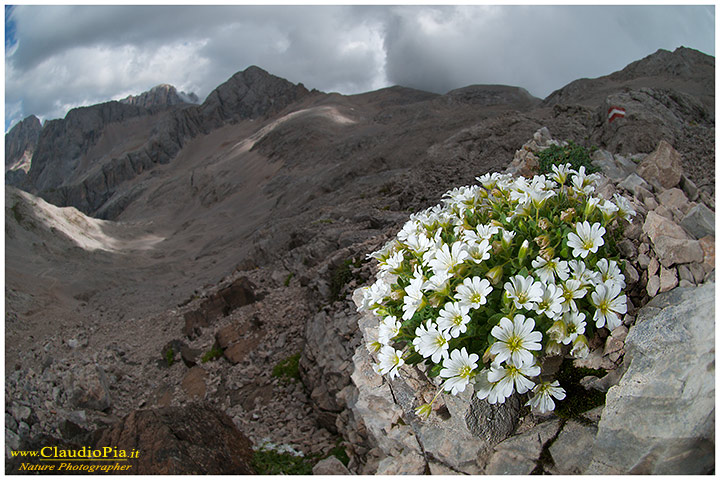 cerastium latifolium, fiori di montagna, alpini, fotografia, foto, alpine flowers, dolomiti